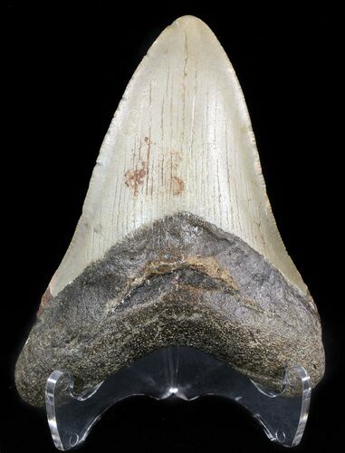 Megalodon Tooth - North Carolina #47839